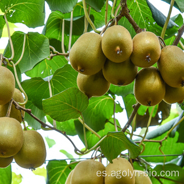 Venta caliente corazón verde kiwi fruta para supermercado